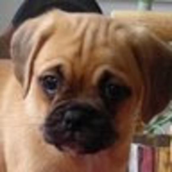 Meet your Posher, Emma - Picture 1 of 1